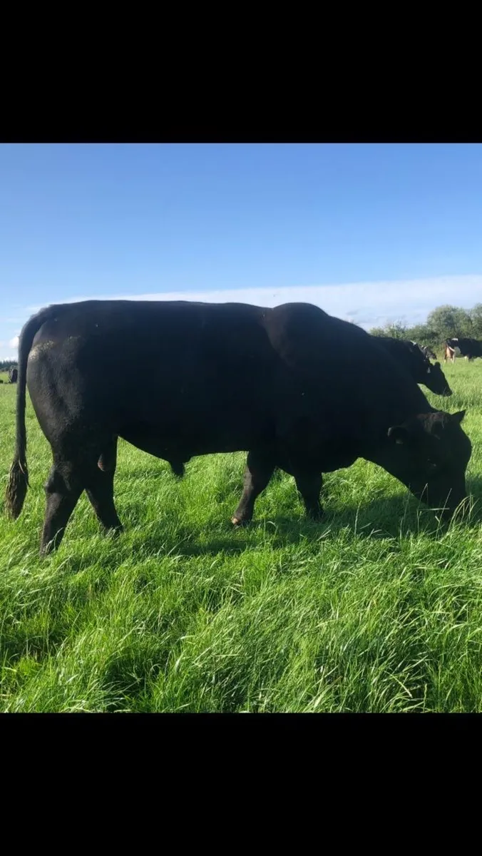 AA bull