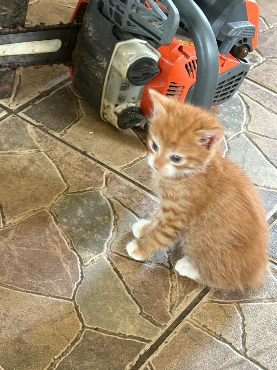Kittens - Image 1