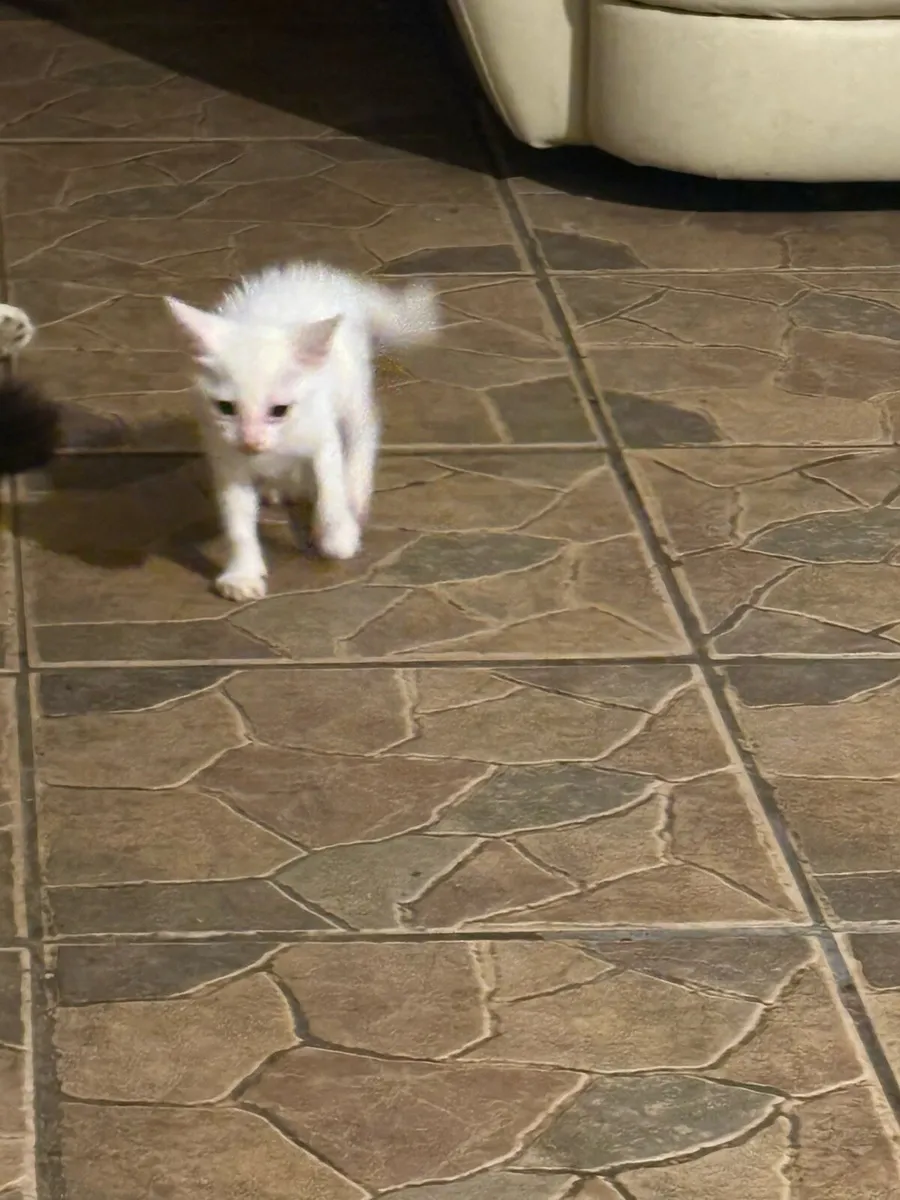 Kittens - Image 2
