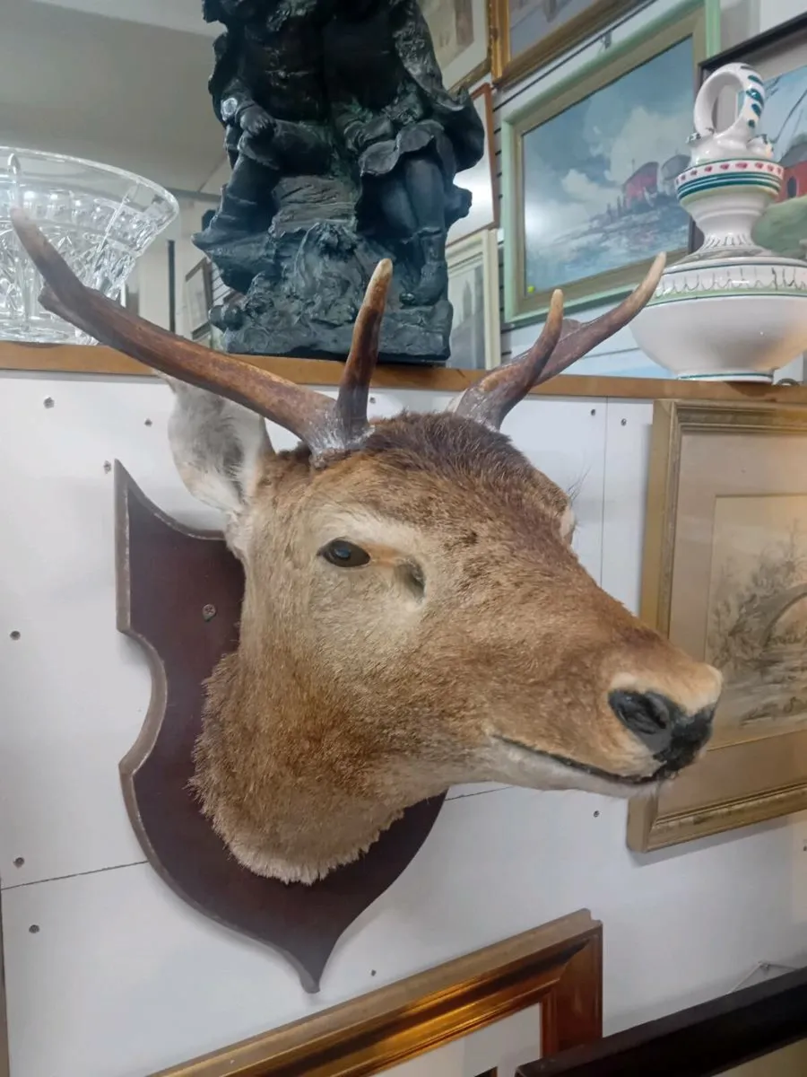 Wall Hanging Stags Head