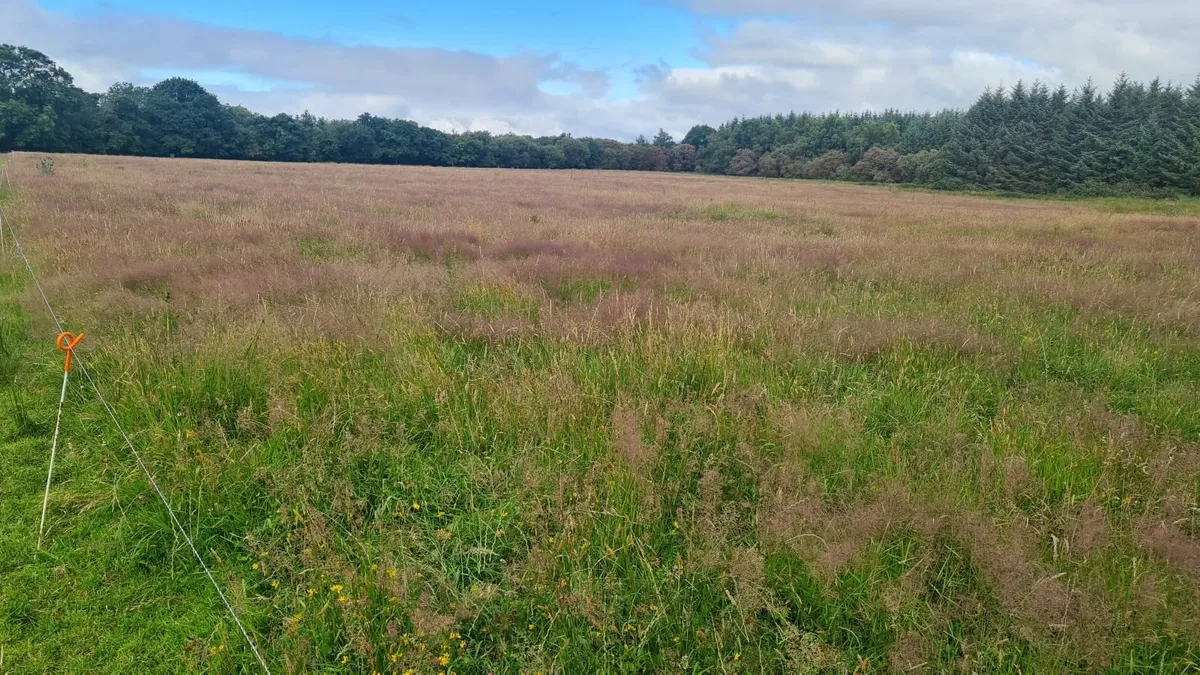 Hay / Silage to cut 4/5 acres - Image 2