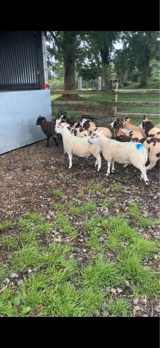 21 store ram lambs - Image 2
