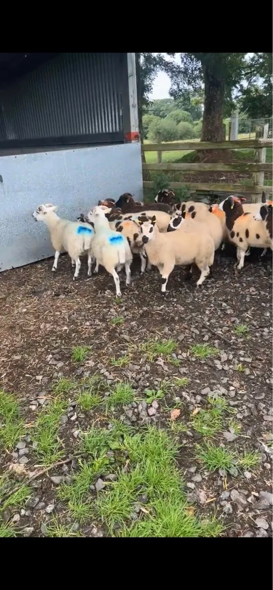 21 store ram lambs - Image 3