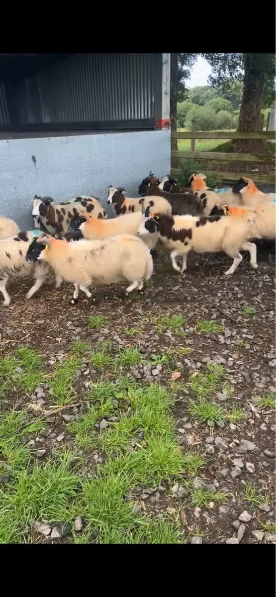 21 store ram lambs - Image 4