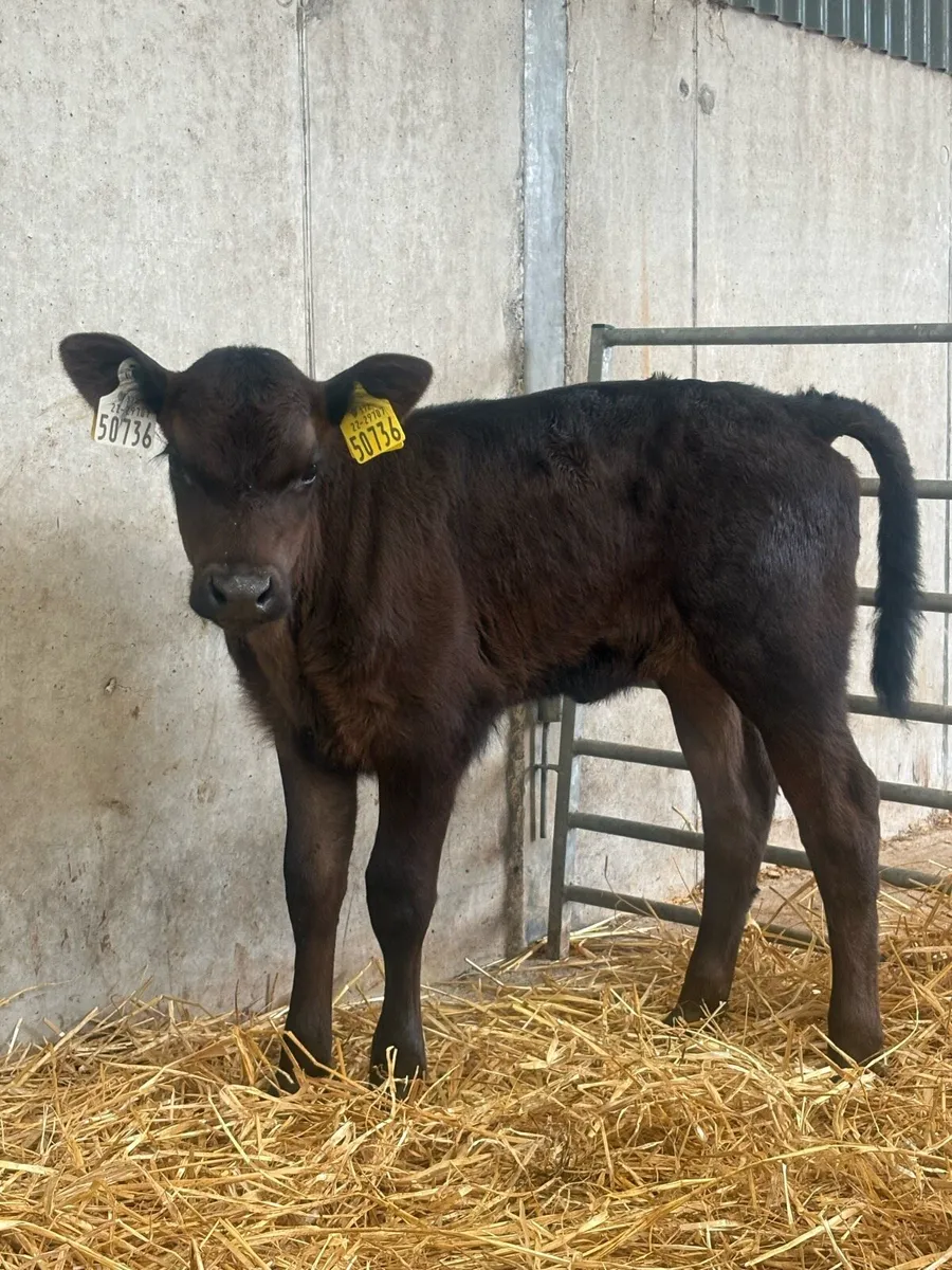Angus heifer calf for sale - Image 2