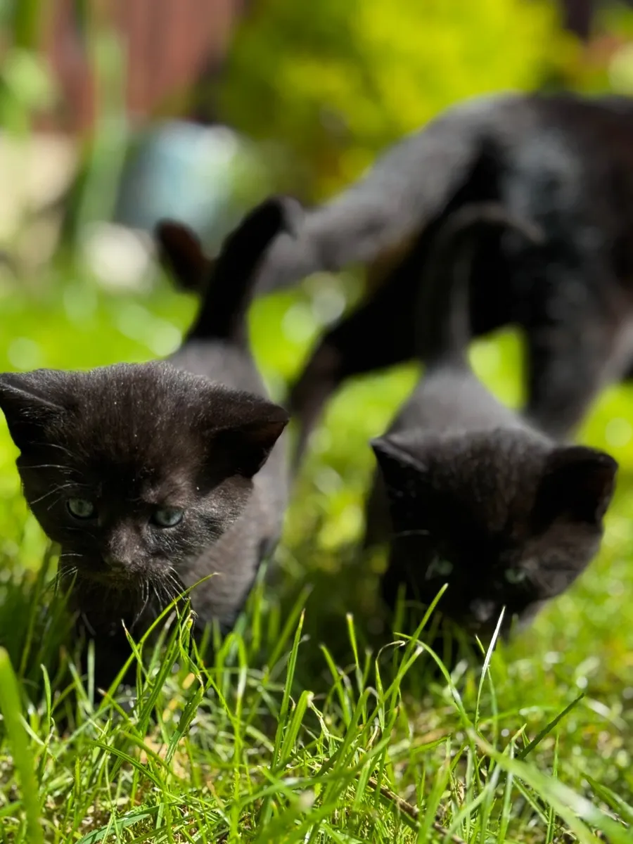 Kittens - Image 1
