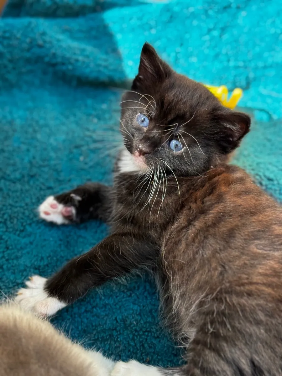 Kittens - Image 2