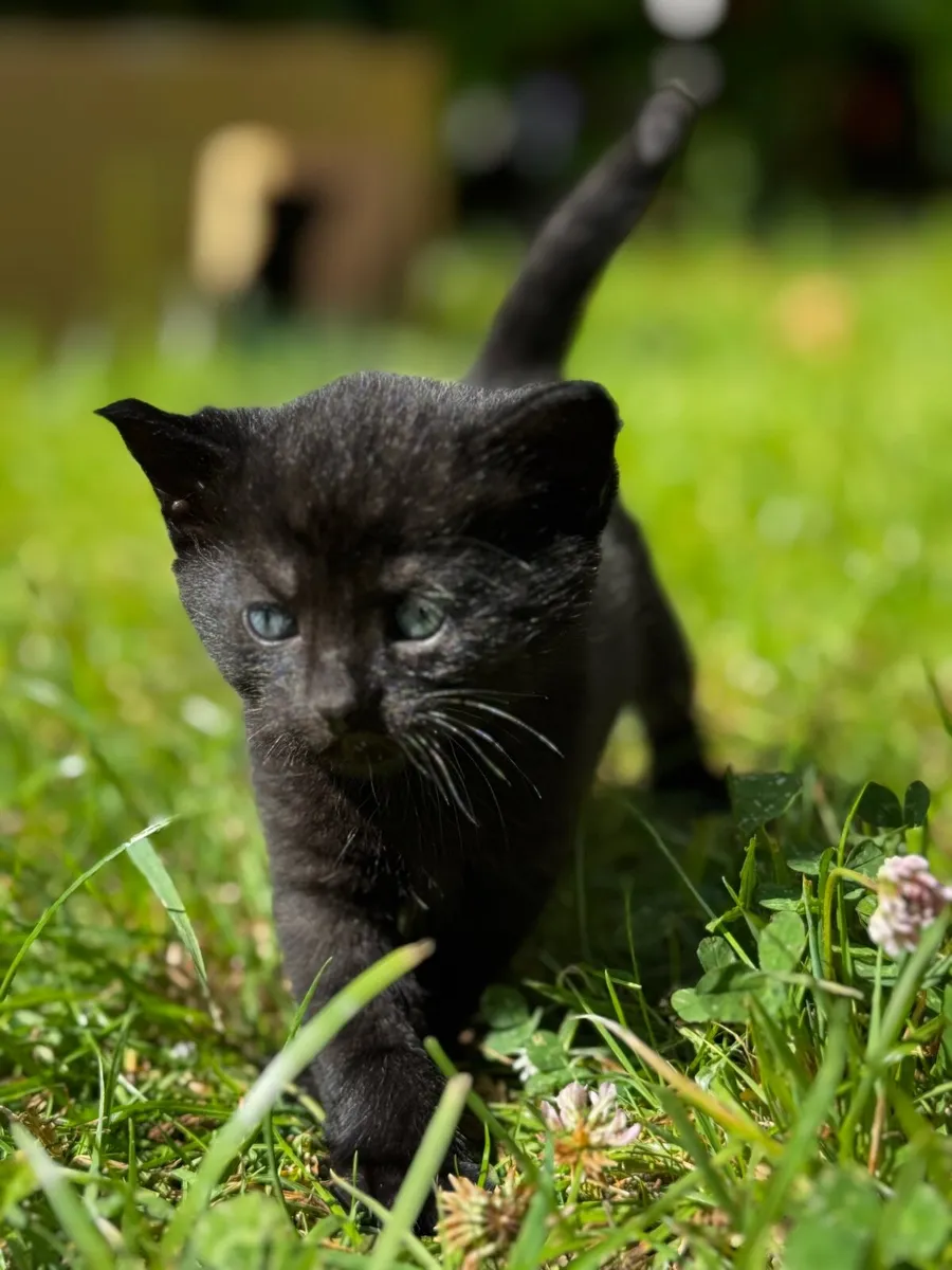 Kittens - Image 3