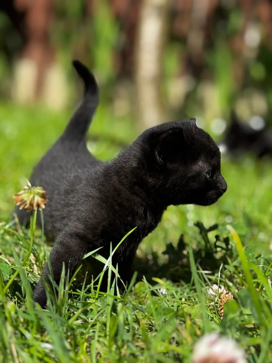Kittens - Image 4