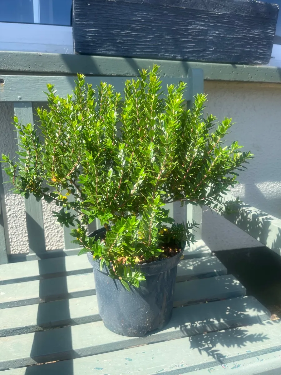 Plants Myrtus communis subspecies. tarentina - Image 1