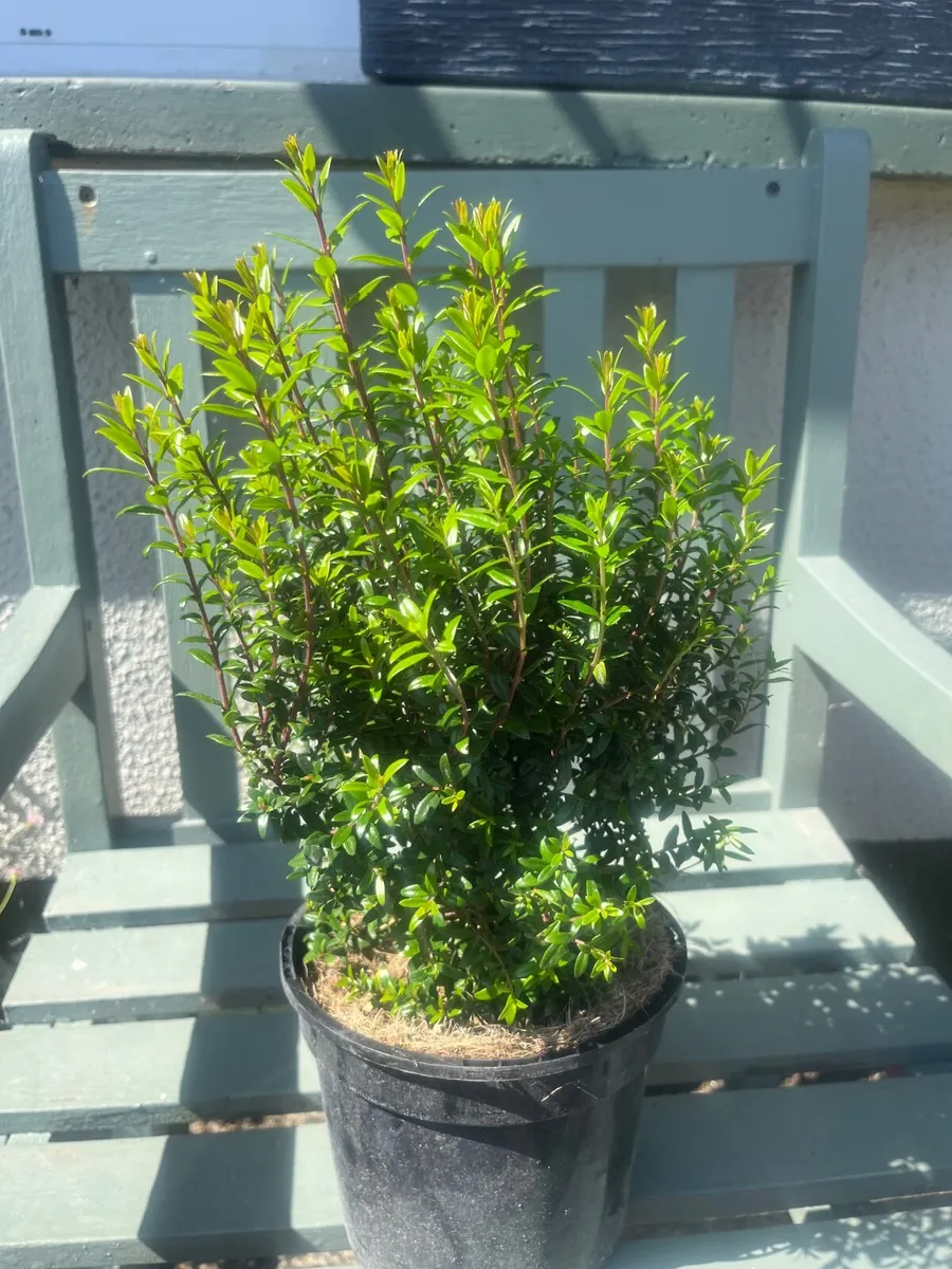 Plants Myrtus communis subspecies. tarentina - Image 2