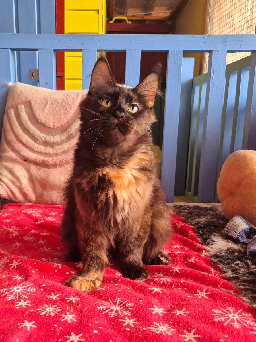 Maine coon female gccf reg - Image 1