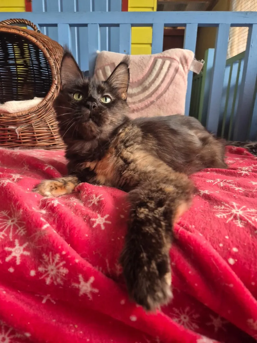Maine coon female gccf reg - Image 2