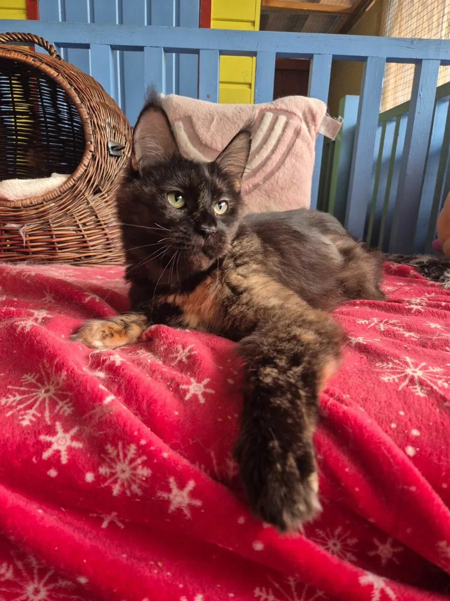 Maine coon female gccf reg - Image 3
