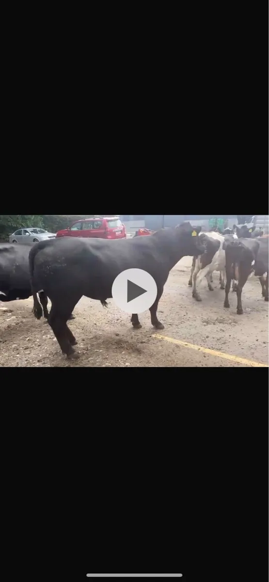 32 month old angus bull