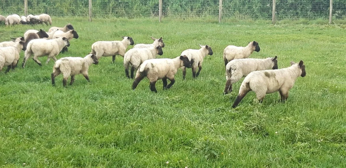 34 Suffolk Store Lambs - Image 3
