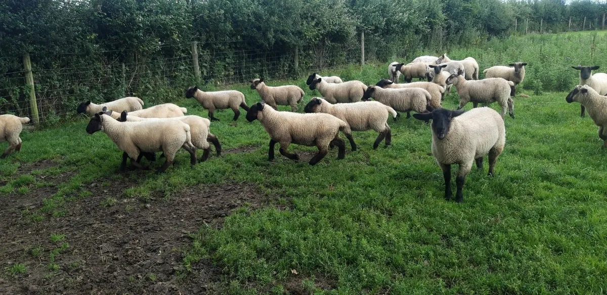 34 Suffolk Store Lambs - Image 2