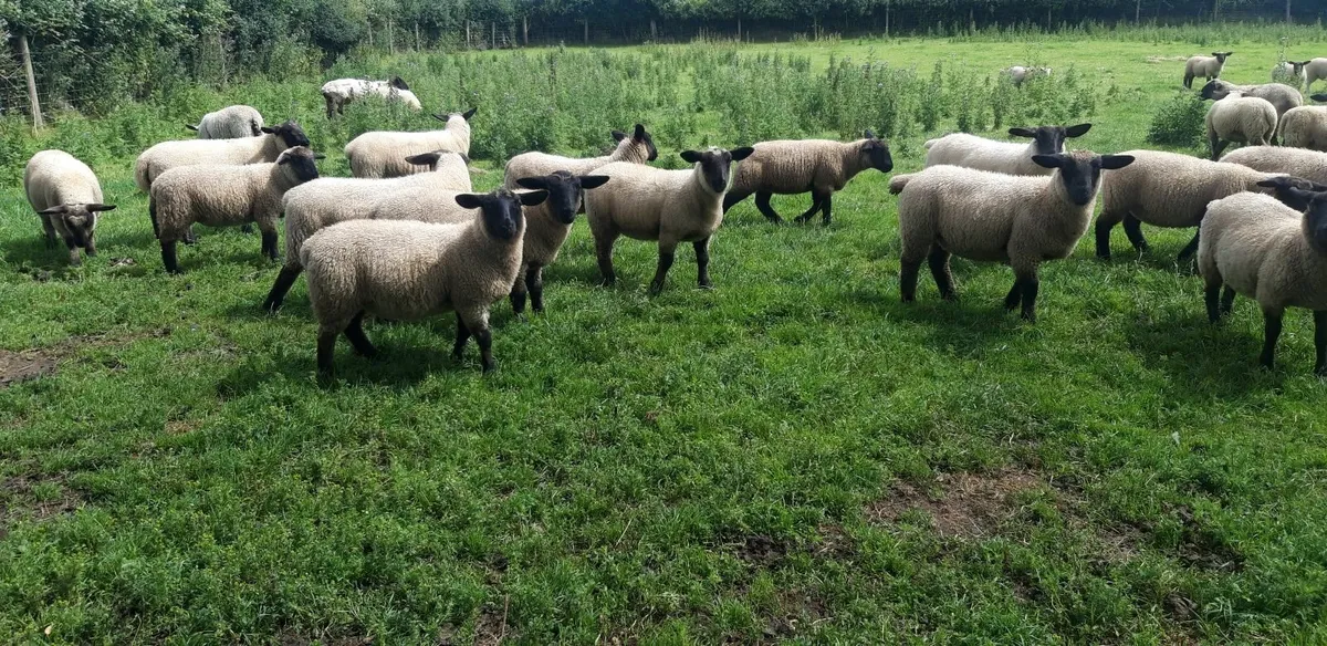 34 Suffolk Store Lambs - Image 1