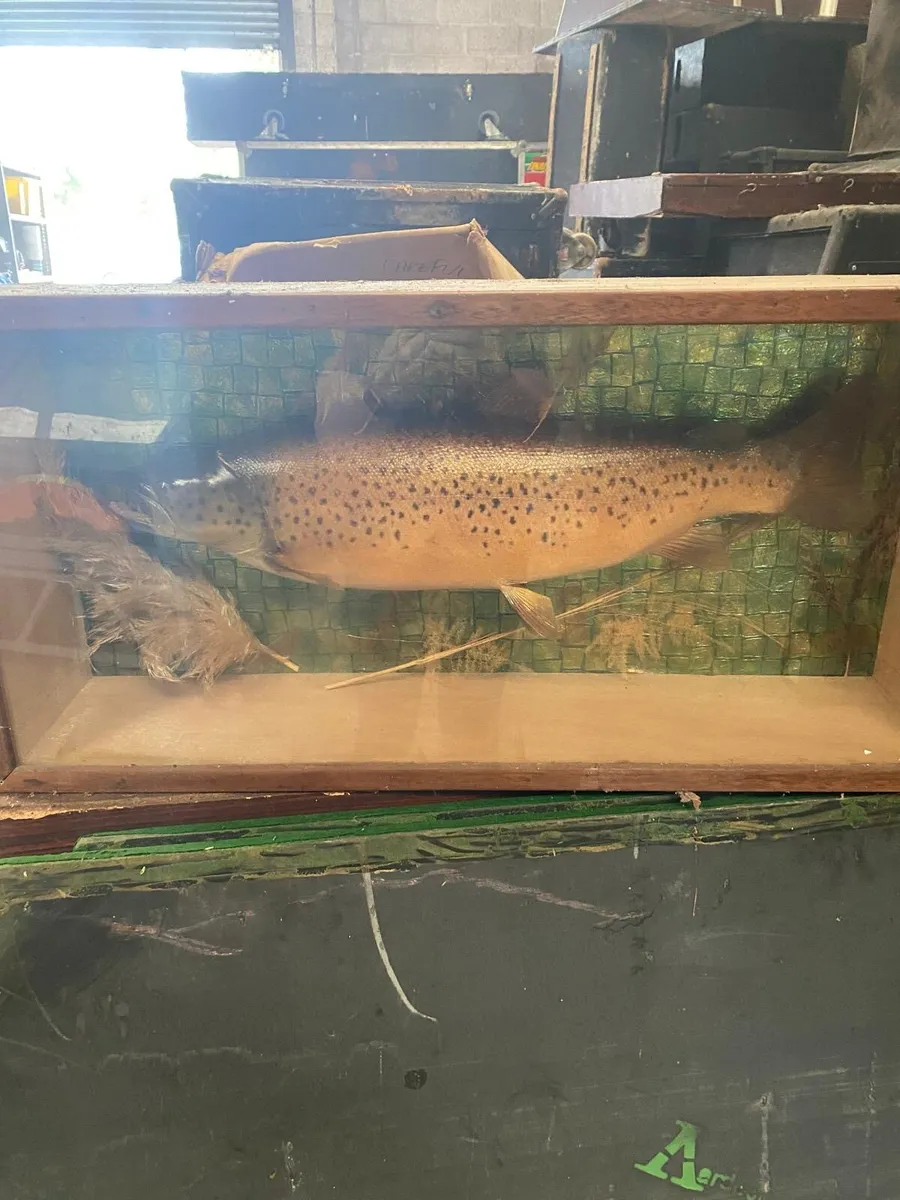 Specimen fish in display cabinets - Image 1