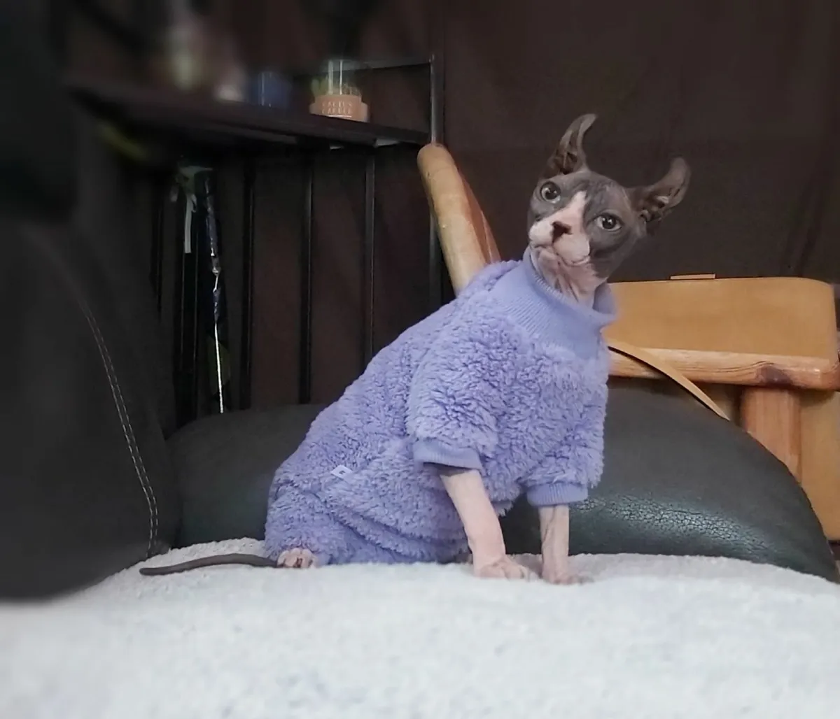 Sphynx Sphinx kitten girl - Image 1