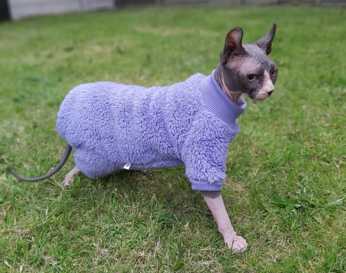 Sphynx Sphinx kitten girl - Image 2