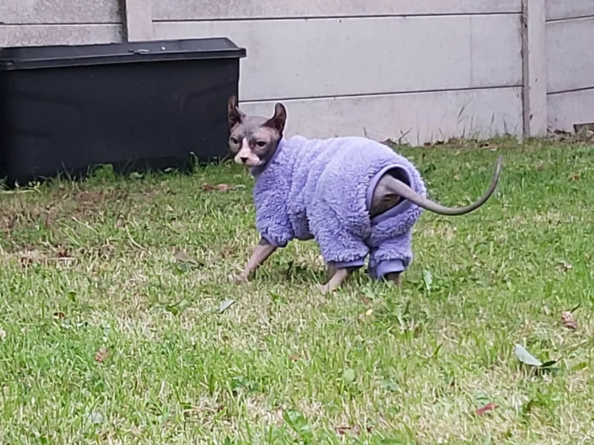 Sphynx Sphinx kitten girl - Image 3