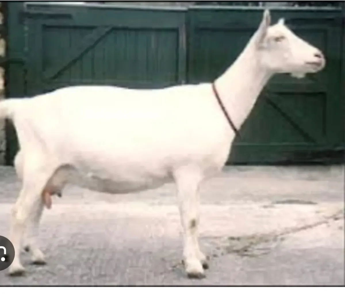 Goats - Nubian or Polly WANTED - Image 2