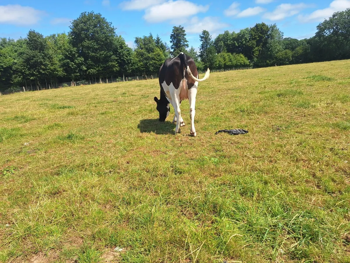 PBR Hol/Fr Penny Incalf Hfr - Image 1