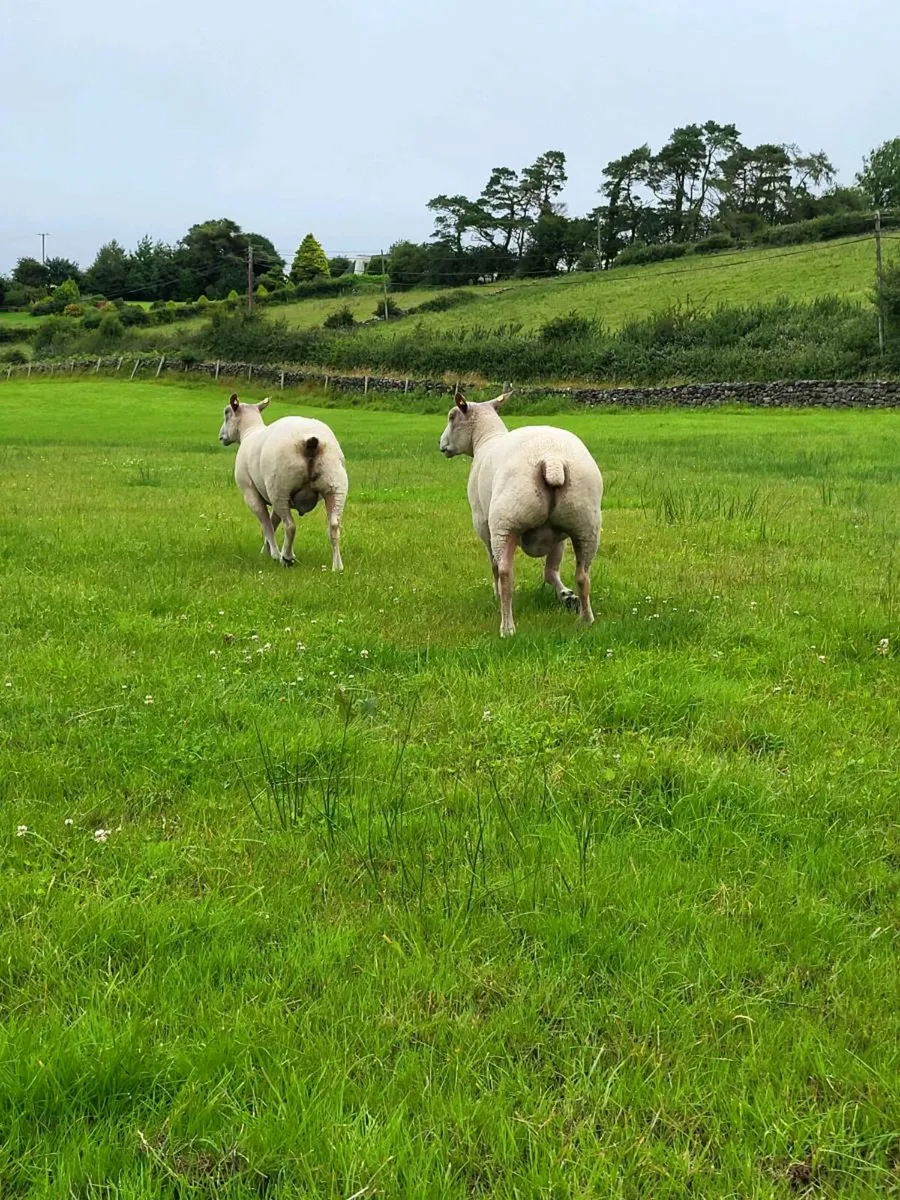 2 PBNR Charolais Rams - Image 2