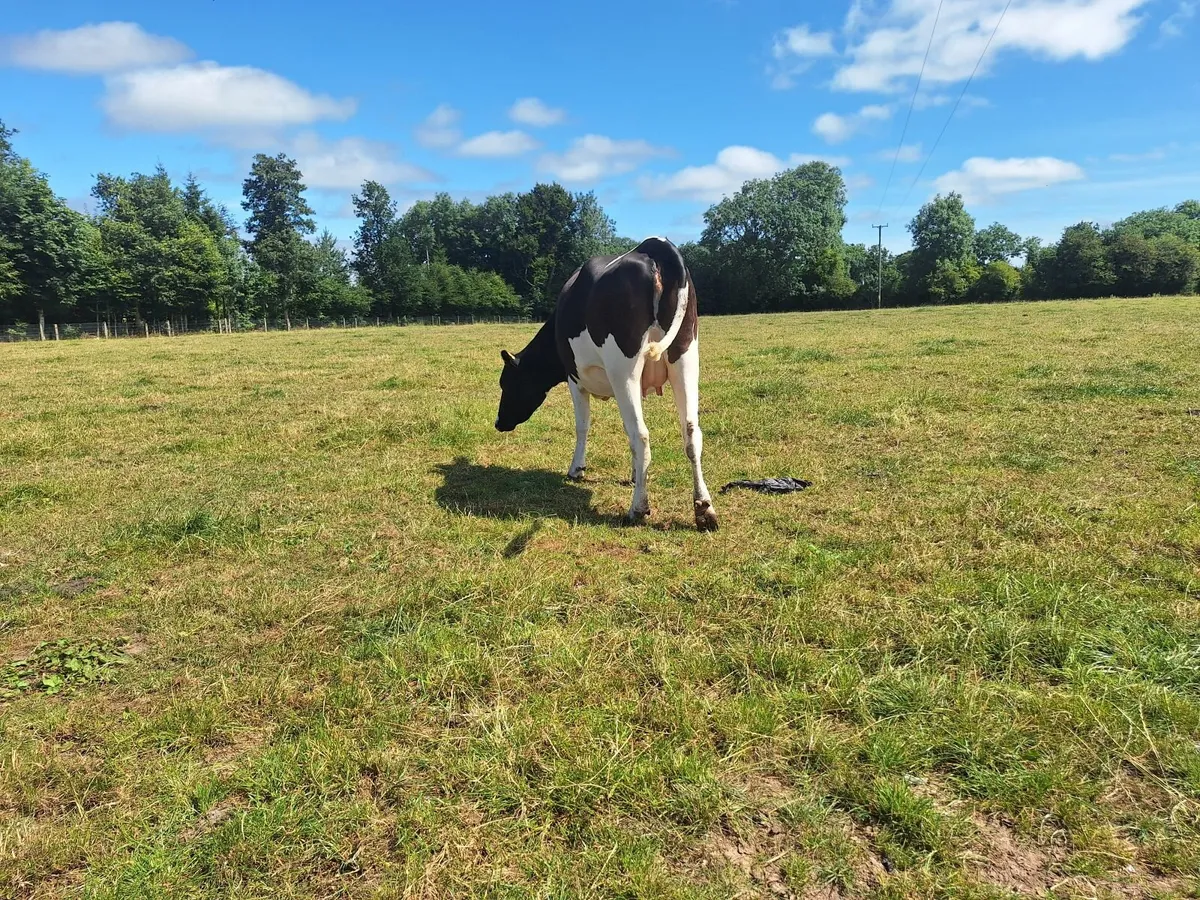 PBR Hol/Fr Penny Incalf Hfr - Image 2