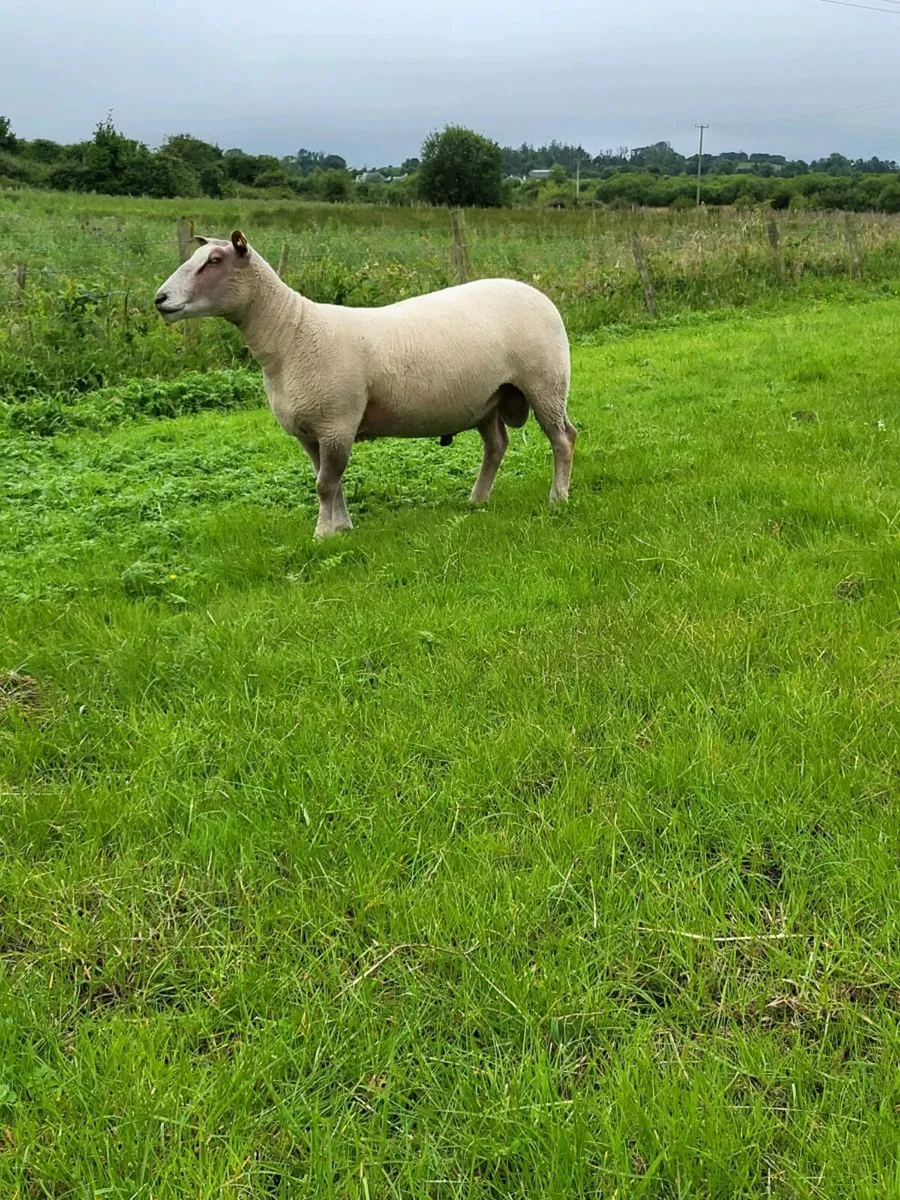 2 PBNR Charolais Rams - Image 3