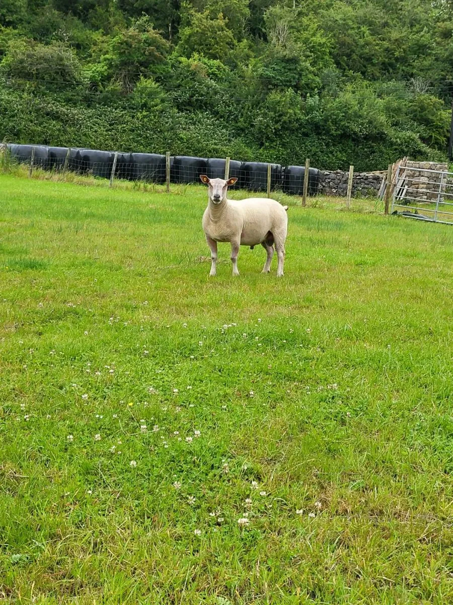 2 PBNR Charolais Rams - Image 4