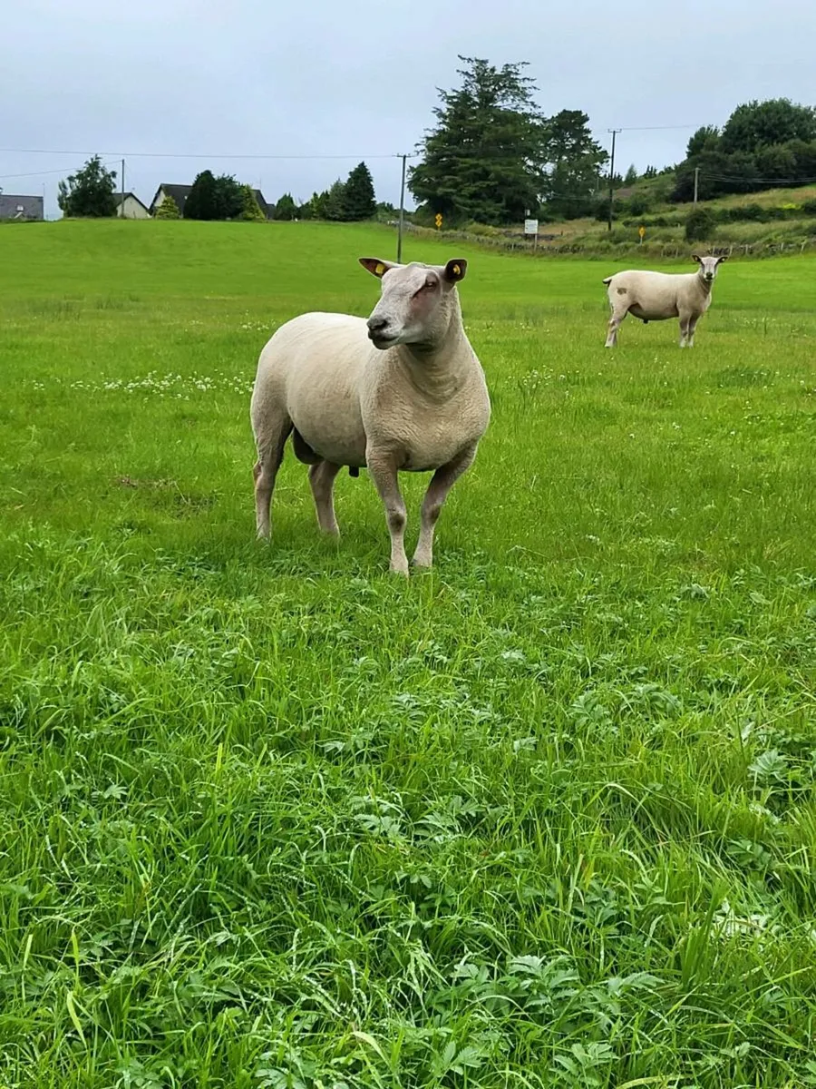 2 PBNR Charolais Rams - Image 1