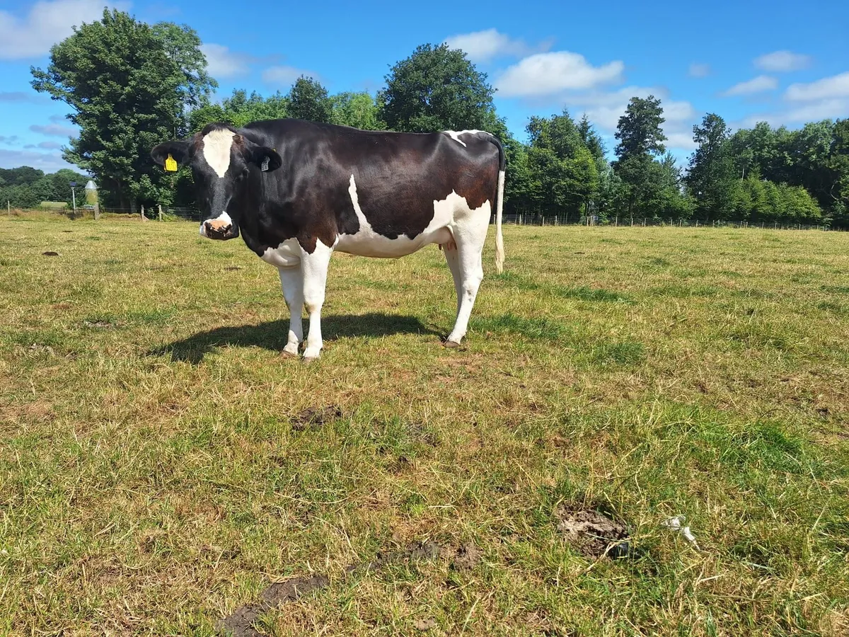 PBR Hol/Fr Penny Incalf Hfr - Image 3