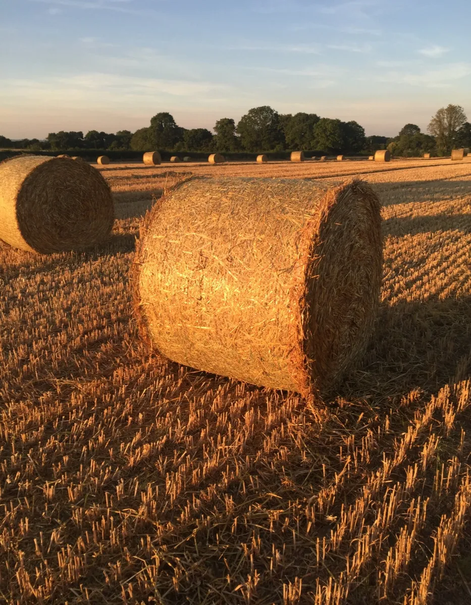 Barley/Oat straw for sale - Image 1