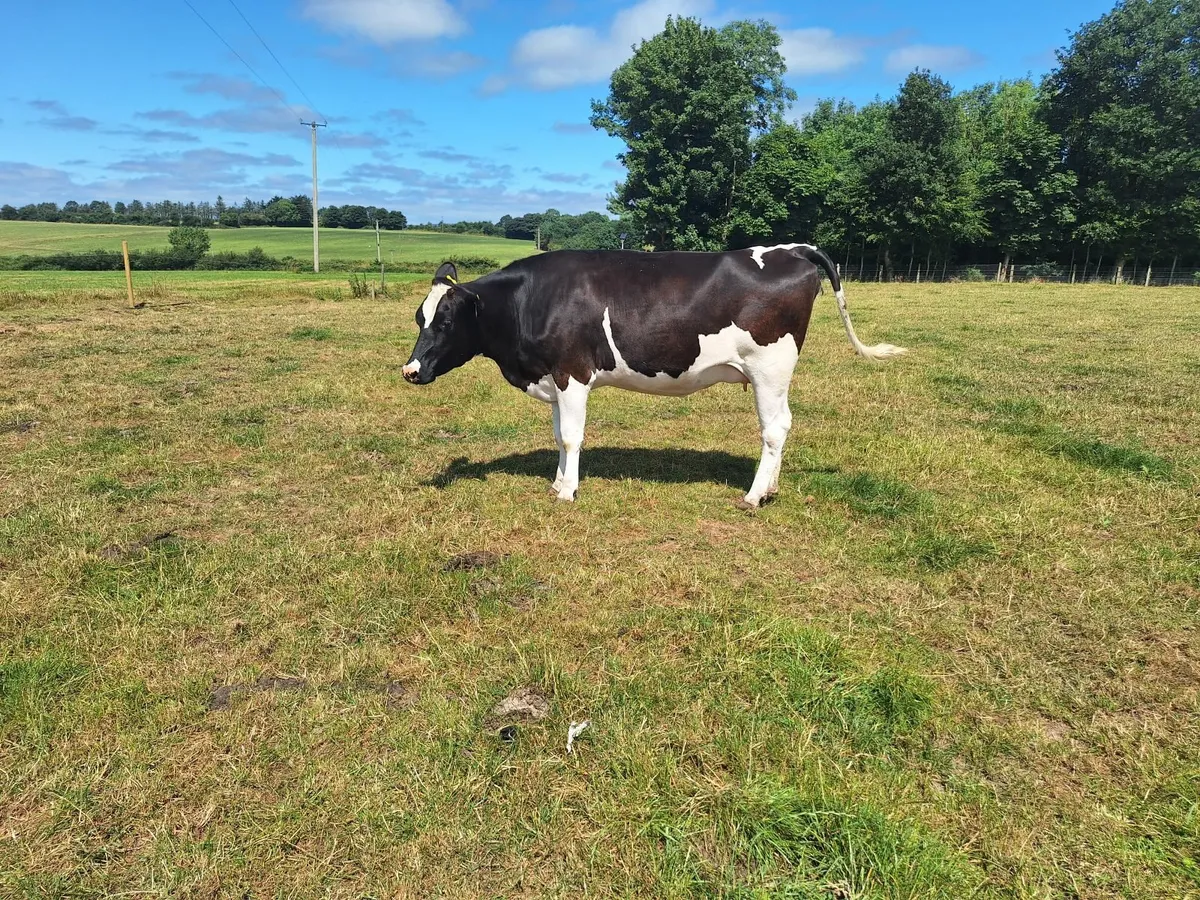 PBR Hol/Fr Penny Incalf Hfr - Image 4