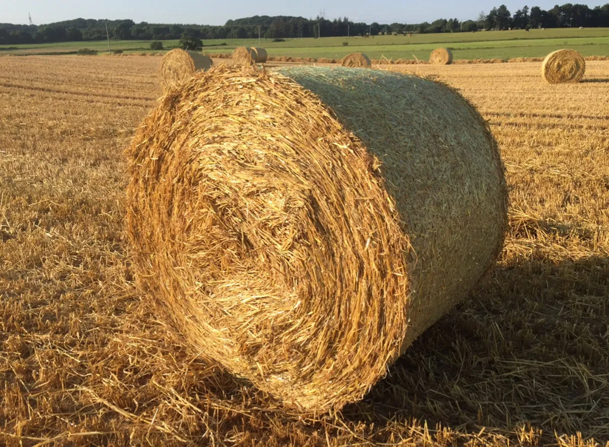 Barley/Oat straw for sale - Image 2