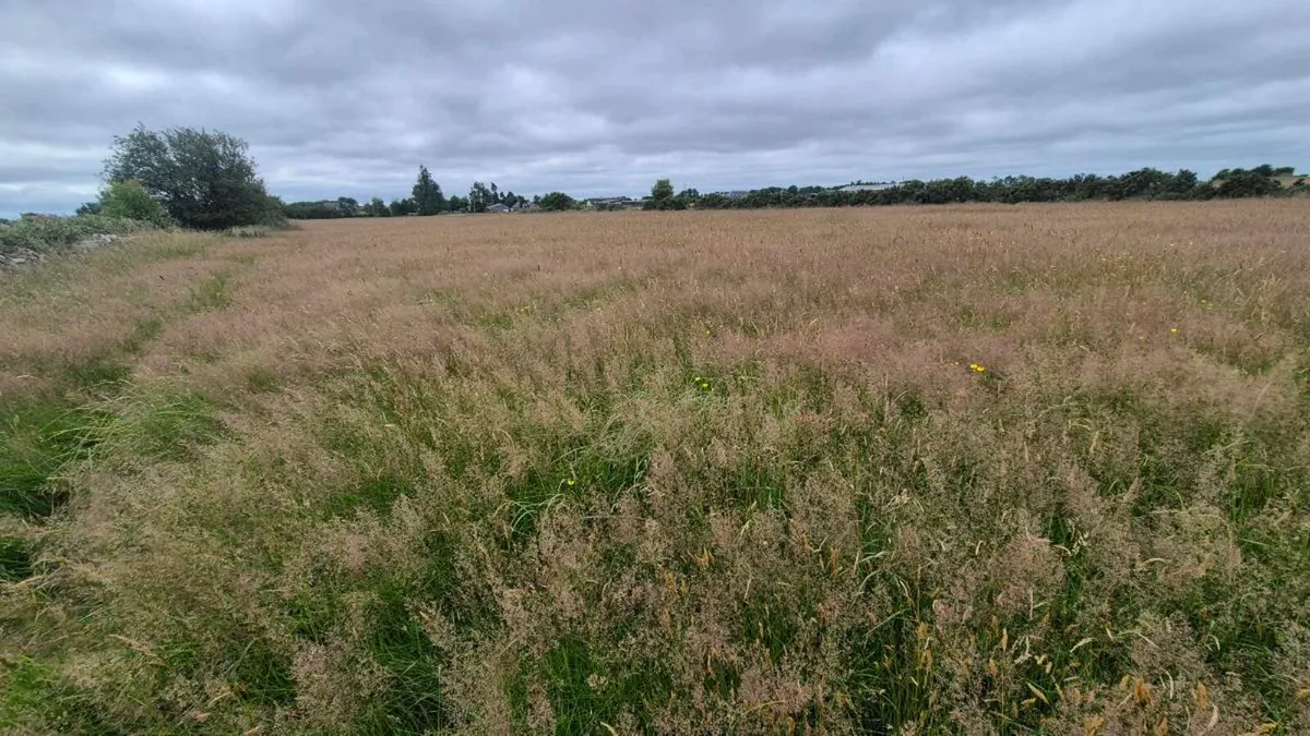 Organic Hay  or hayledge - Image 1