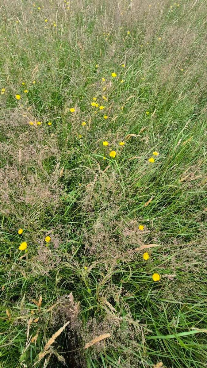 Organic Hay  or hayledge - Image 2