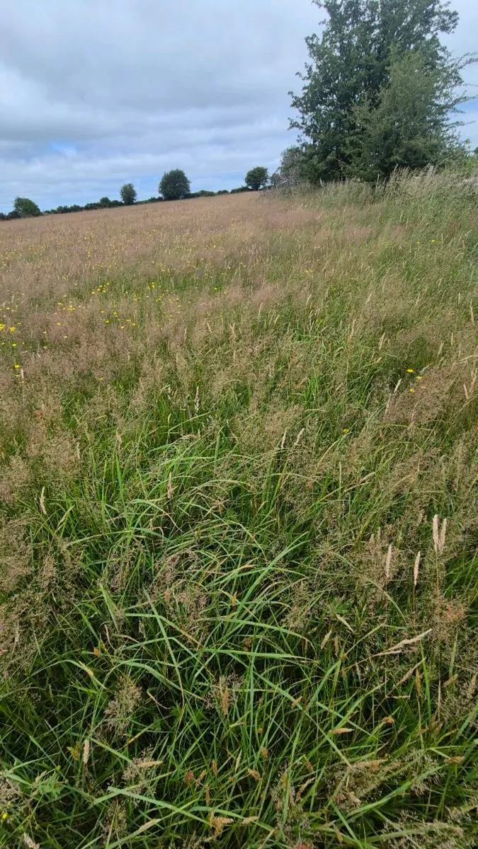Organic Hay  or hayledge - Image 3