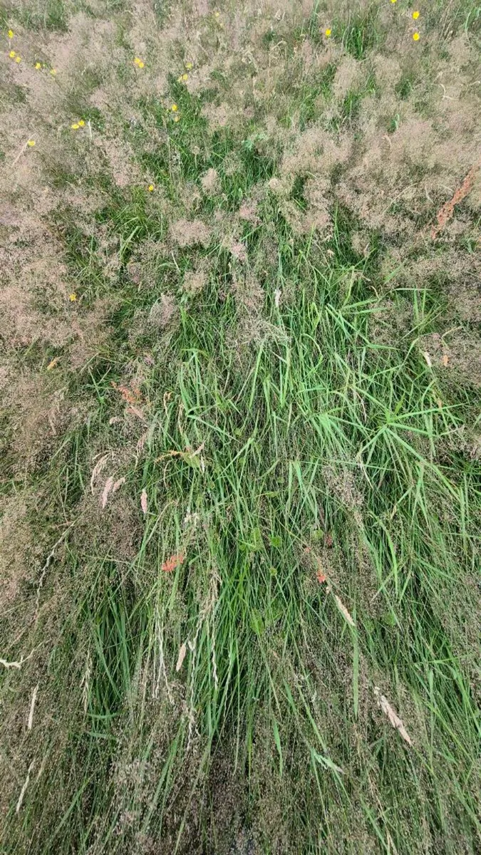 Organic Hay  or hayledge - Image 4