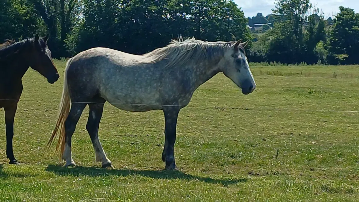 16.3h 4yr Draught filly Unbroken - Image 1