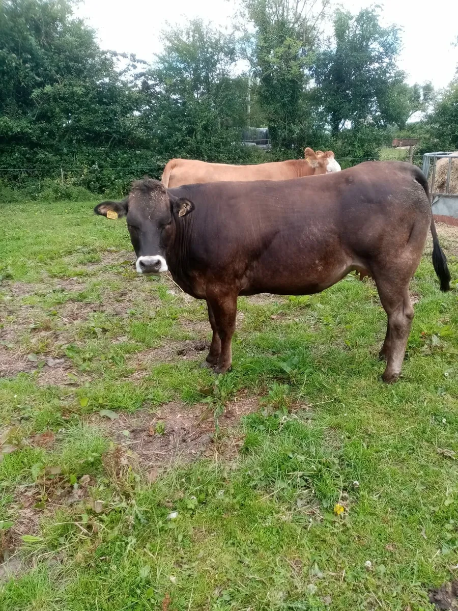 Heifers - Image 1