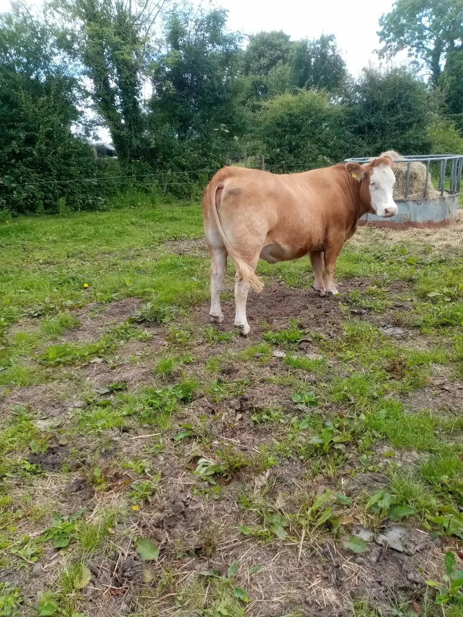 Heifers - Image 2