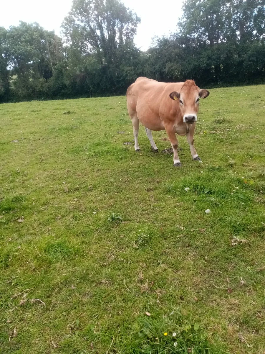 Heifers - Image 3