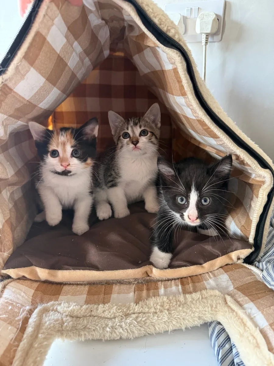 Adorable kittens looking new homes - Image 1