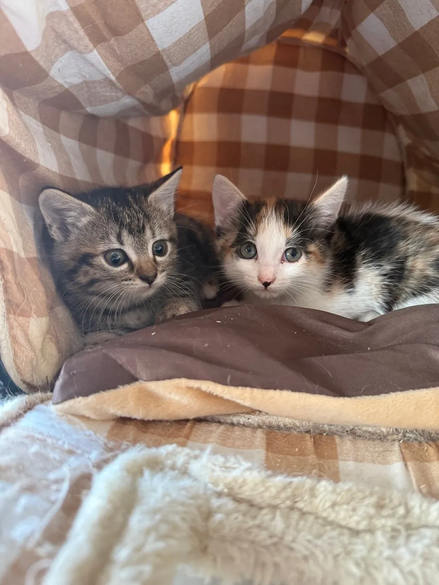 Adorable kittens looking new homes - Image 2