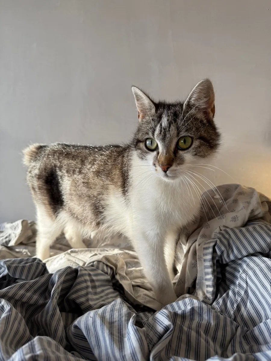 Adorable kittens looking new homes - Image 3