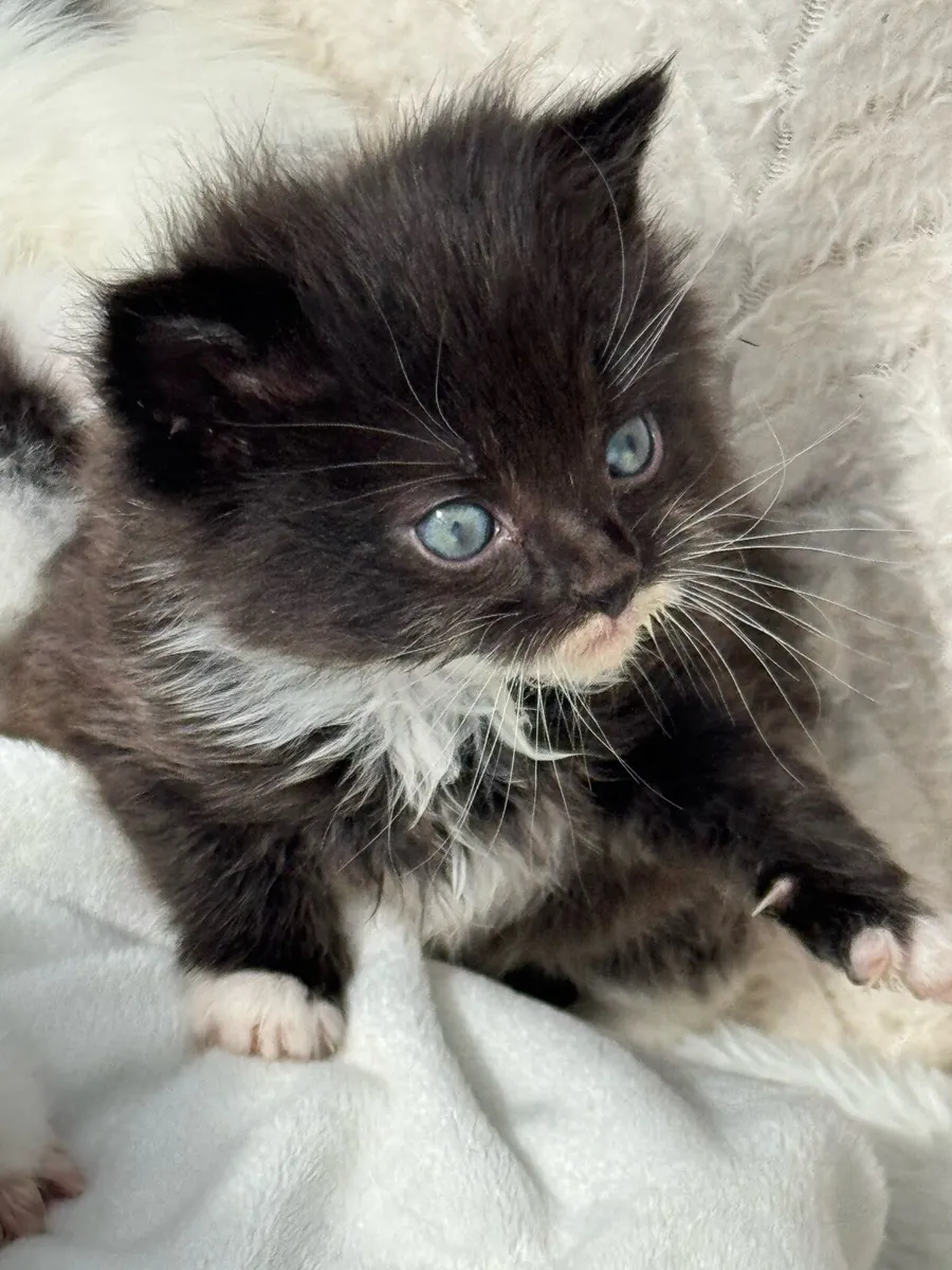 Kittens - Image 1