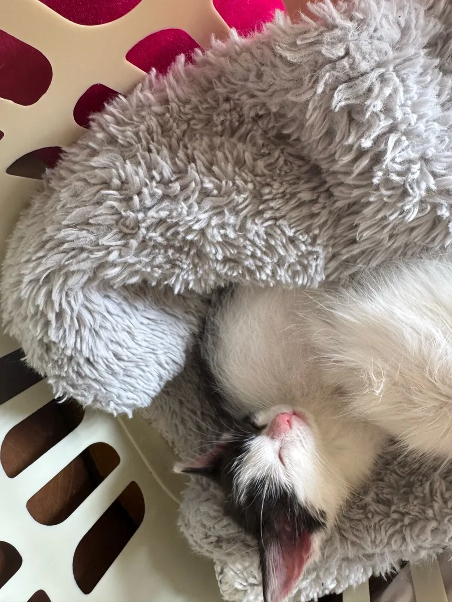 Kittens - Image 2